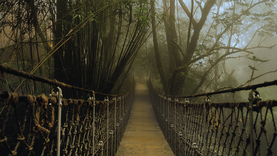 A point of view shot of a rope bridge amidst greenery | Vythiri Resort, Wayanad